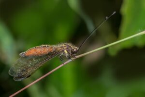 Owlfly Facts - Fact Animal