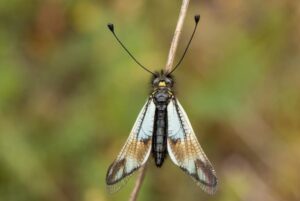 Owlfly Facts - Fact Animal