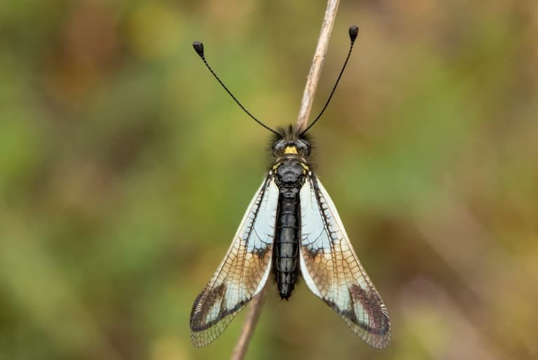 Owlfly looking like an owl