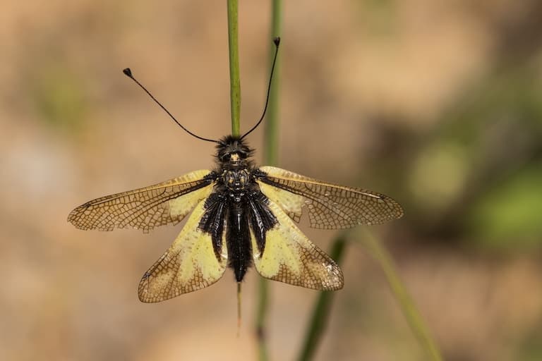 Owlfly profile