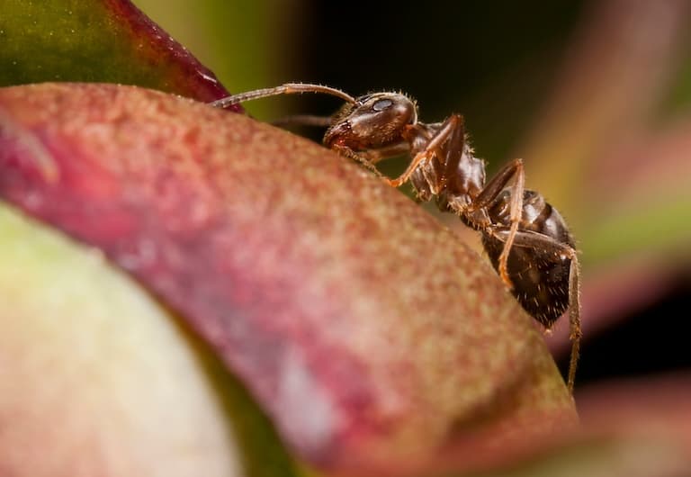 Pharoah Ant climbing up the food