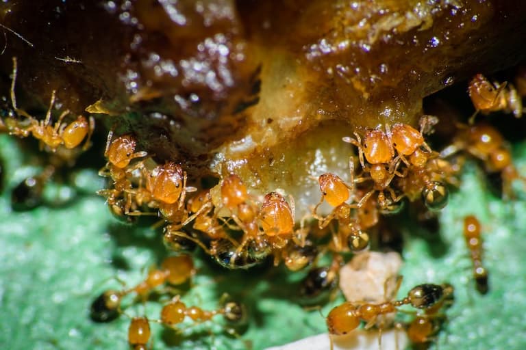 Pharoah Ant all around the food
