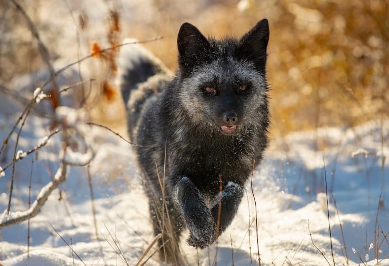 Silver Fox running