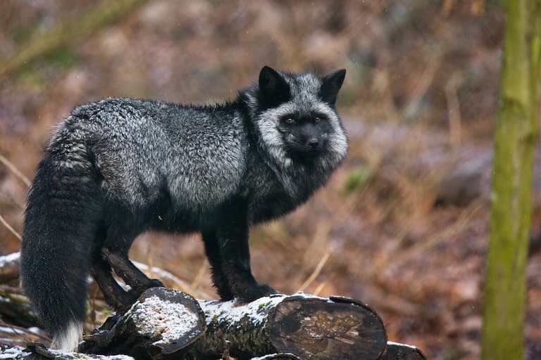 Silver Fox gazing at the camera