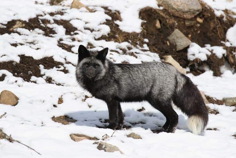 Silver Fox during winter
