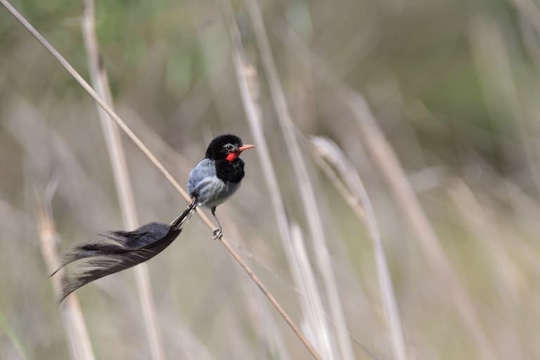 Male Strange-tailed Tyrant in the bush
