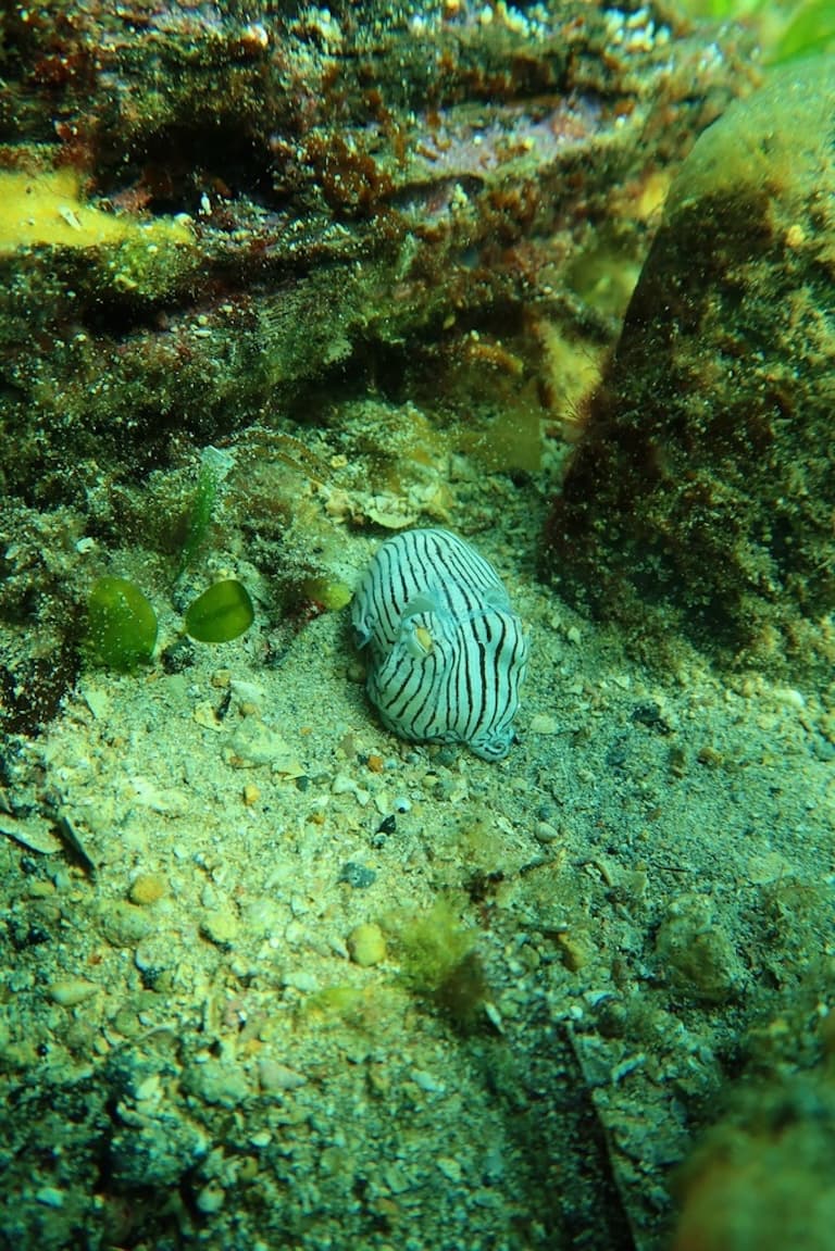 Striped Pyjama Squid at the ocean bottom