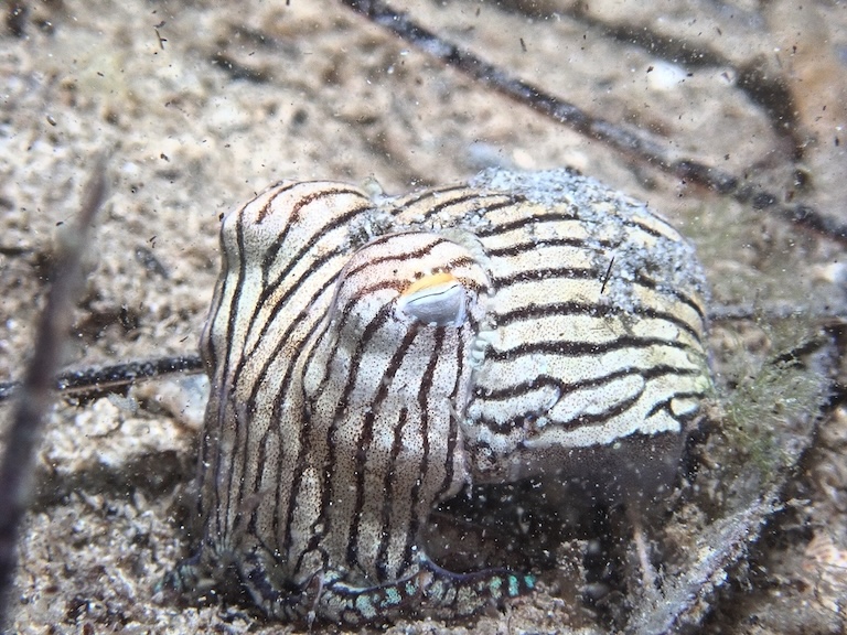 Striped Pyjama Squid profile