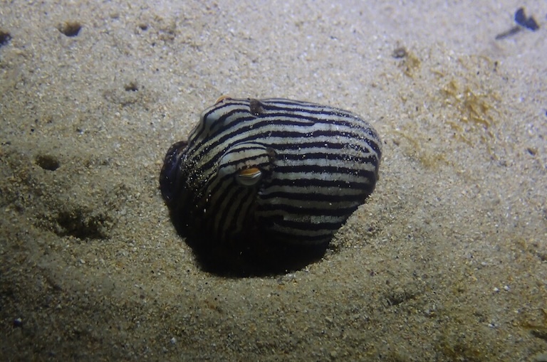 Striped Pyjama Squid hiding in the sad