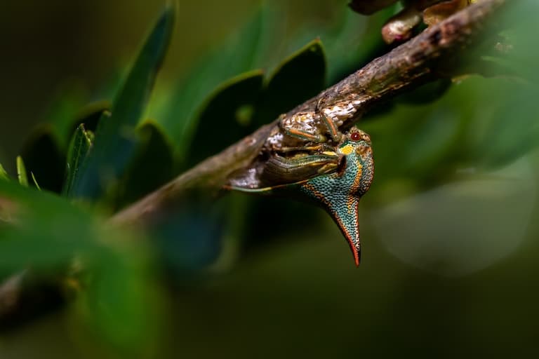 Thorn bug hanging on a tree branch