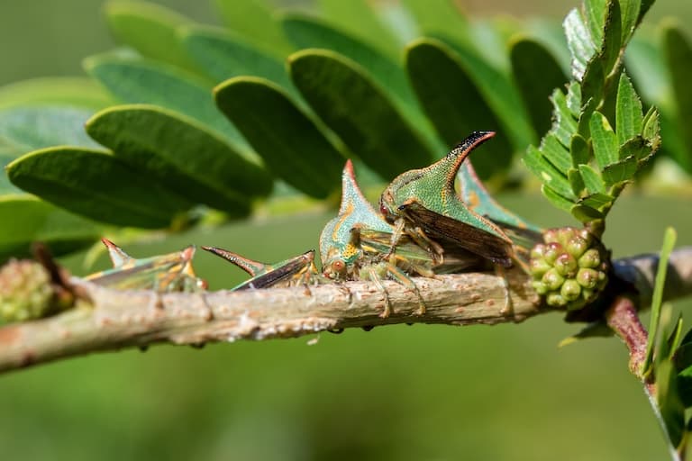 Thorn bugs on a tree