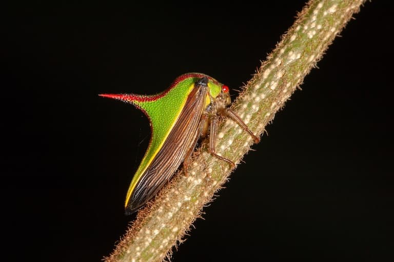 Thorn bug profile