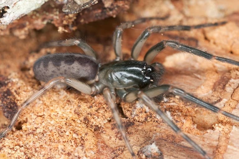 Tube-Dwelling Spider resting on a rock