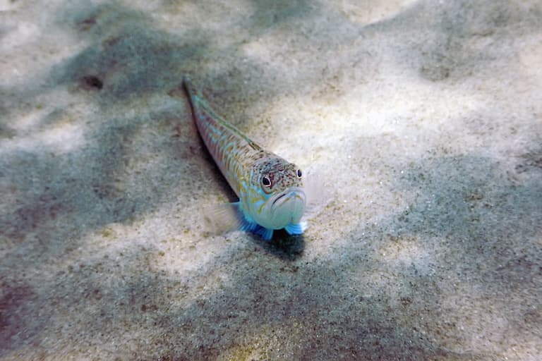 Weeverfish resting on the sea floor