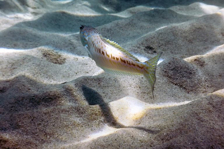 Weeverfish swimming in the sea