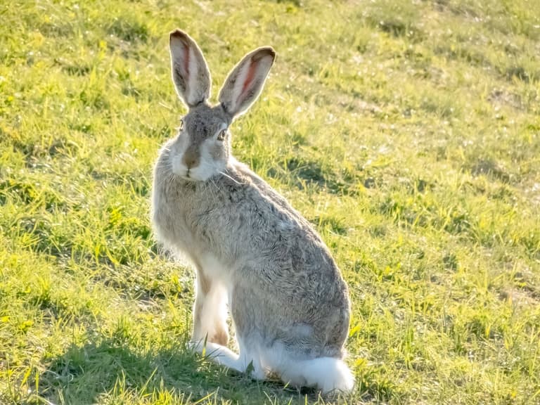 White-tailed Jackrabbit gazing at the Camera