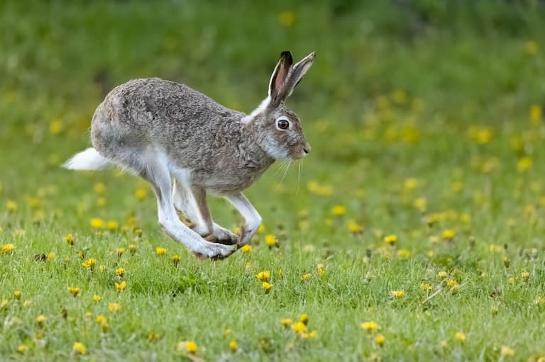 White-tailed Jackrabbit hopping in the green field