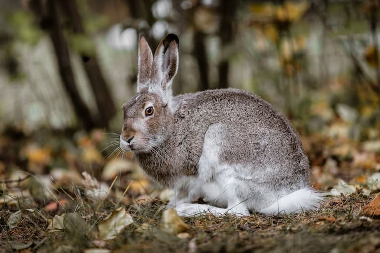 White-tailed Jackrabbit profile