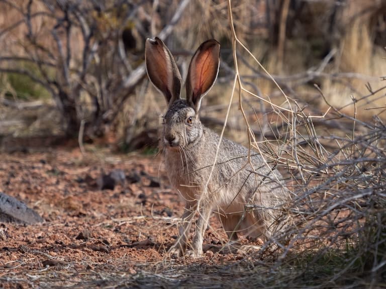 White-tailed Jackrabbit resting behind the dry bush