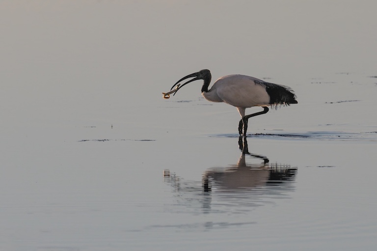 african sacred ibis forage