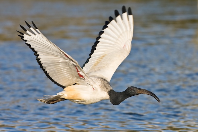 african sacred ibis in flight