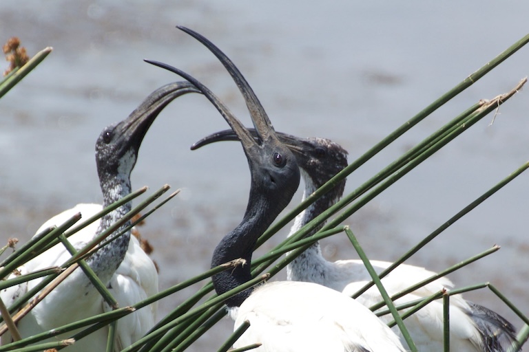 african sacred ibis play