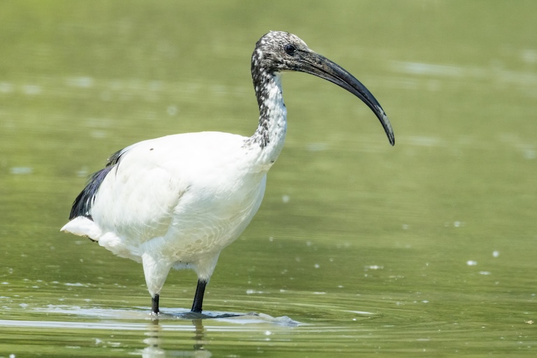 african sacred ibis profile