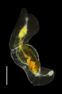 Balloon Worm Facts - Fact Animal