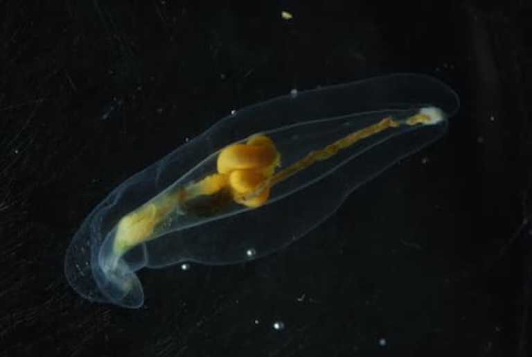 balloon worm profile