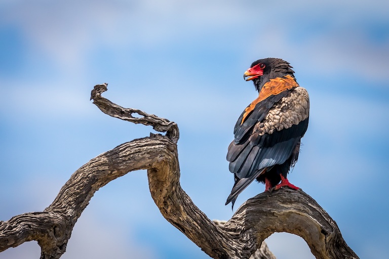 bateleur eagle on a branch