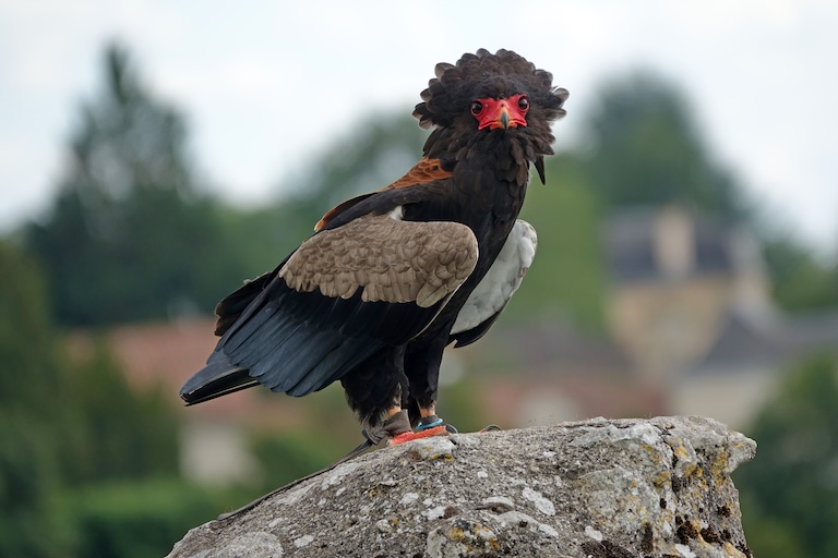 bateleur eagle on a rock