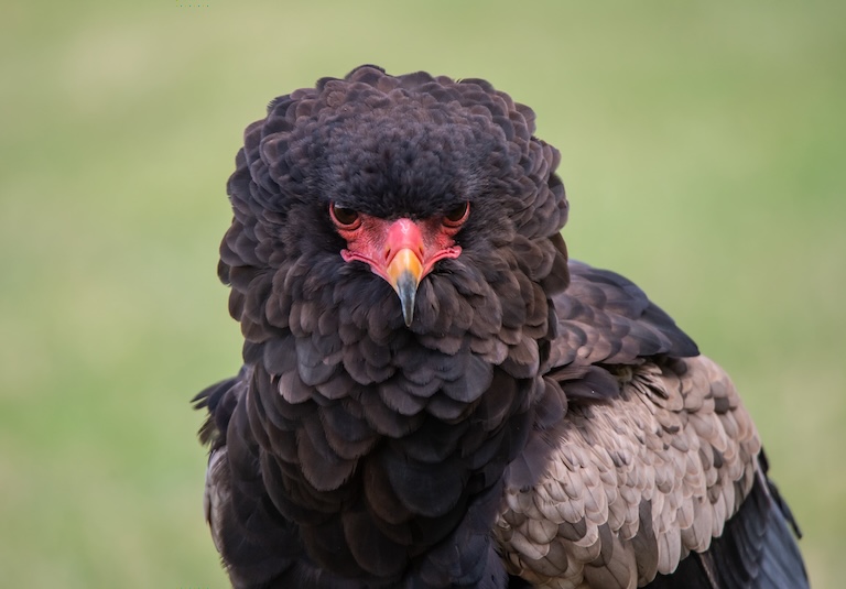 bateleur eagle profile