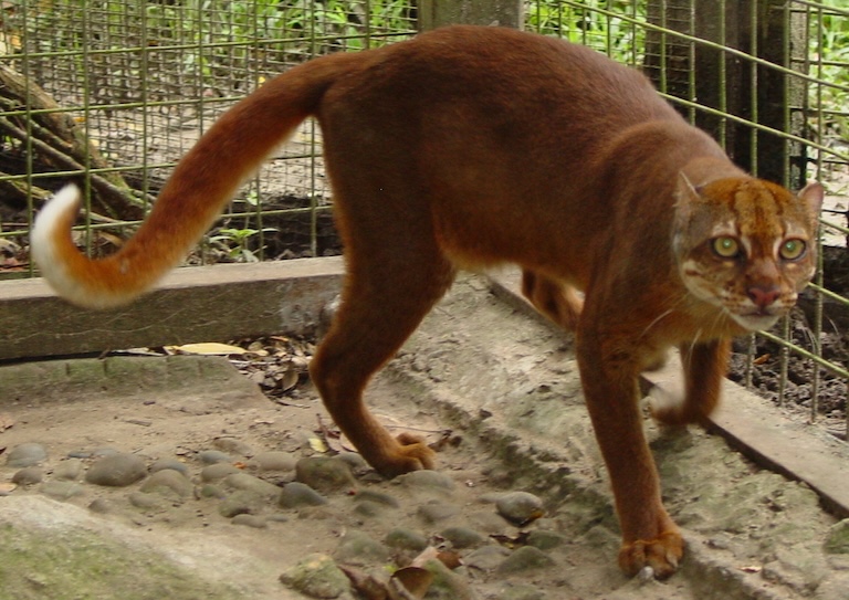 bay cat in captivity