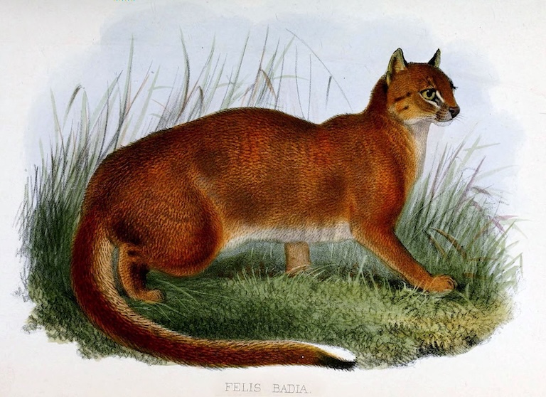 bay cat painting