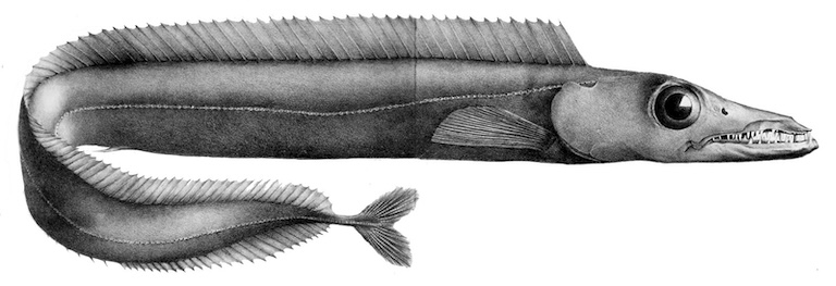 black scabbardfish profile