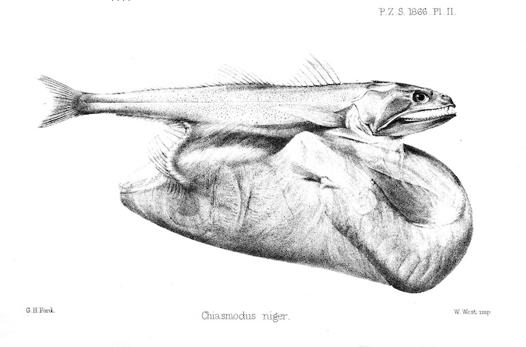 black swallower profile