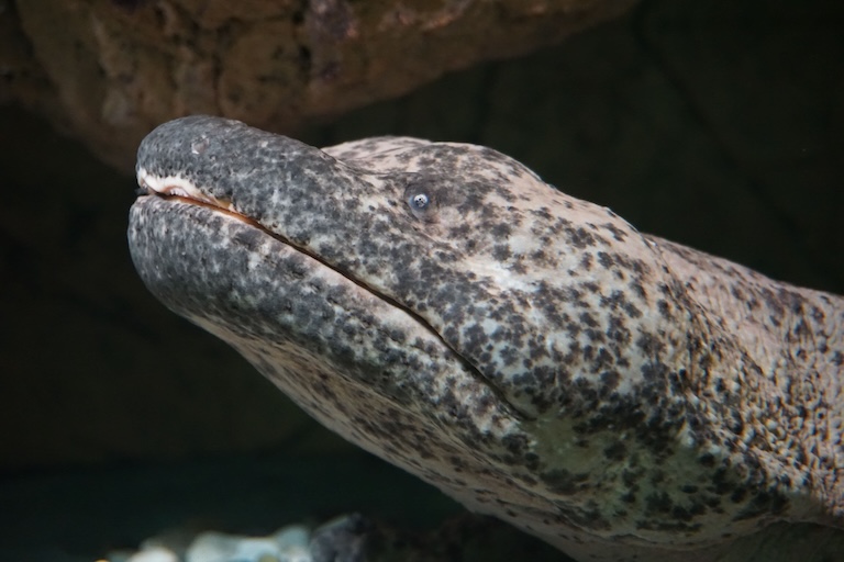 chinese giant salamander profile