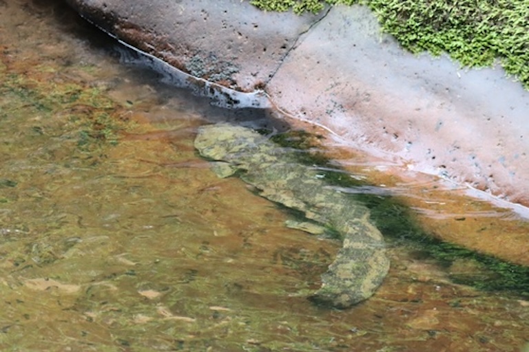 chinese giant salamander under water