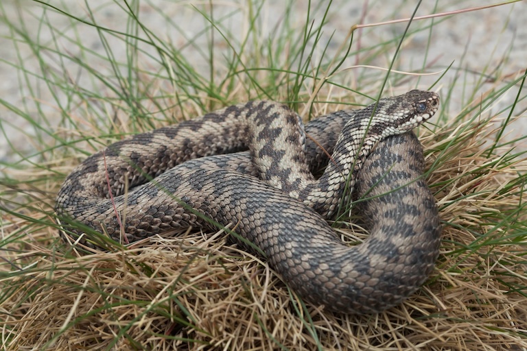 common adder curled