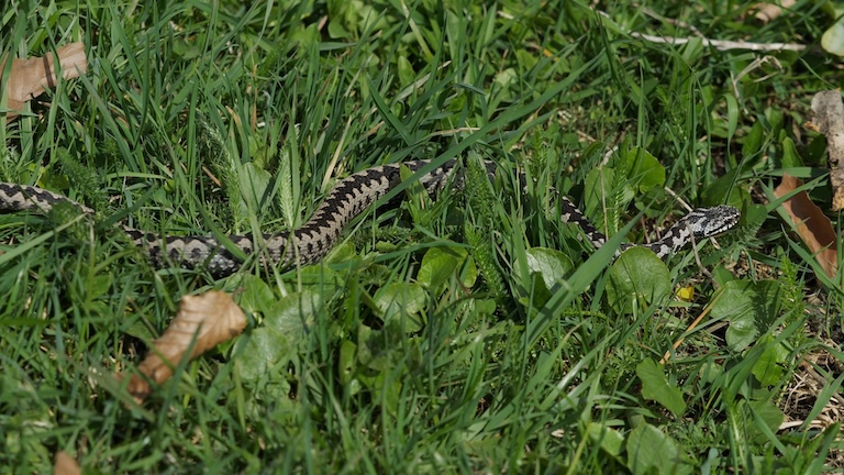 common adder in the grass