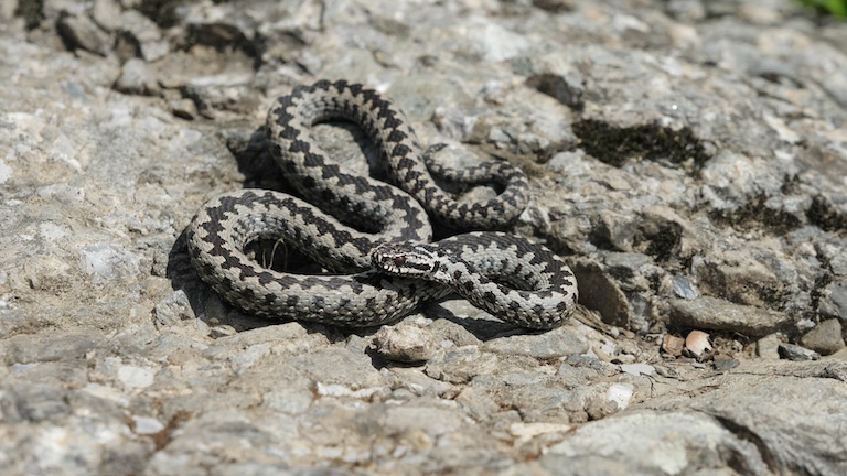 common adder on a rock