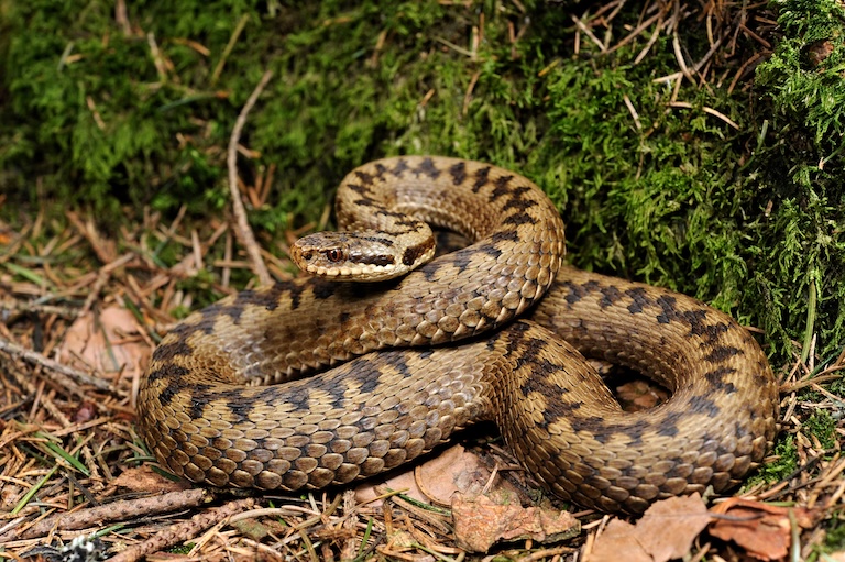 common adder profile