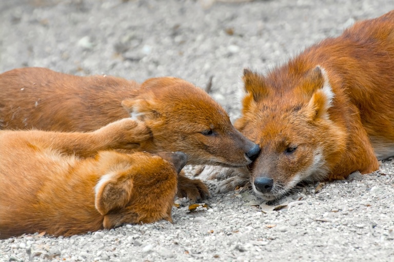 dhole grooming