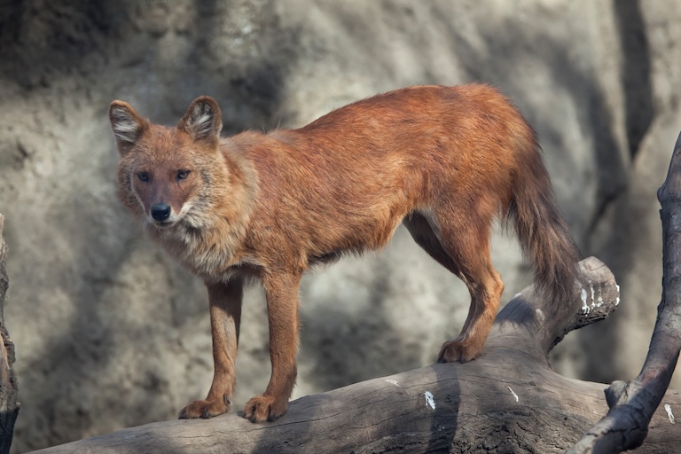 dhole on a log