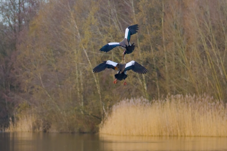 egyptian goose fight