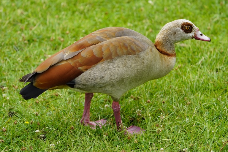 egyptian goose profile