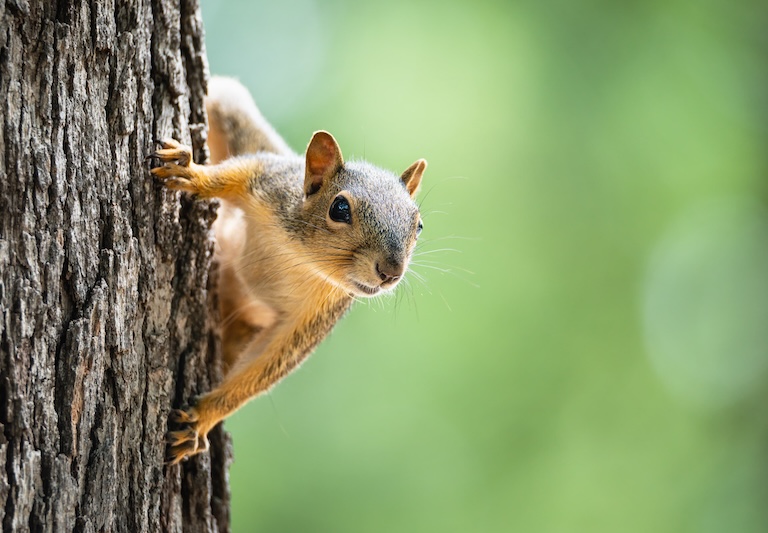 fox squirrel climbing