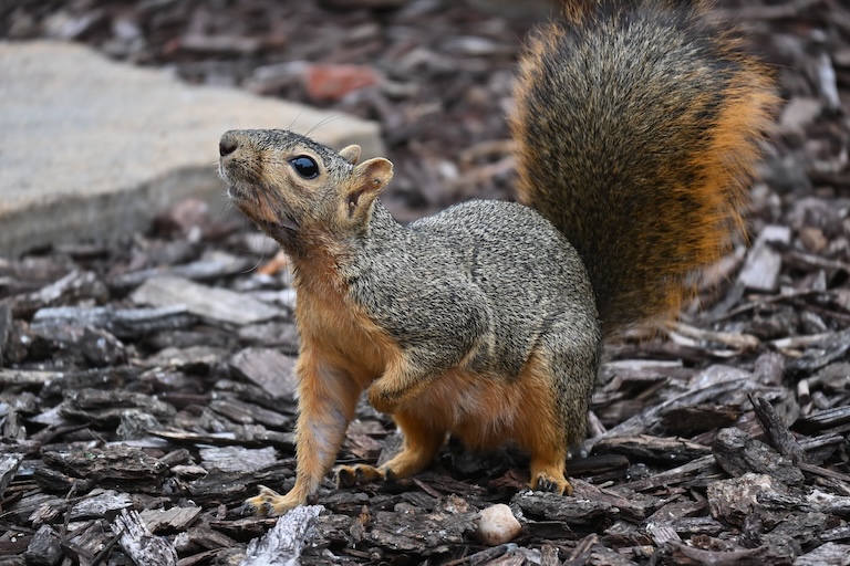 fox squirrel on the ground