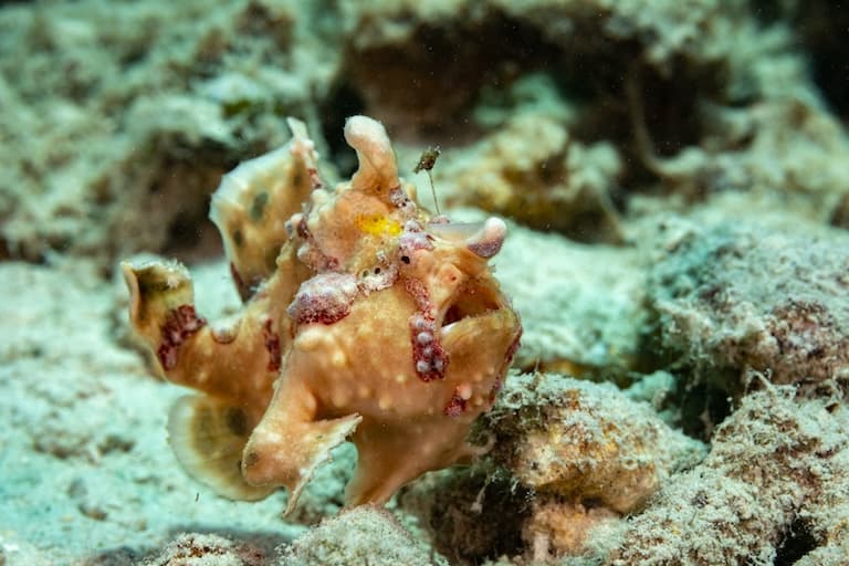frogfish in the corals