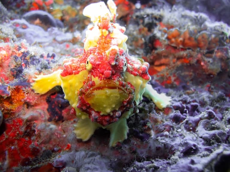 frogfish camouflaged